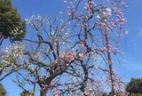羽根木公園