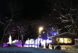 氷点下の森のライトアップ