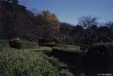 小石川植物園