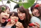 ホヤノいちご園