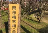 南部梅林