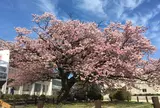 向島小学校