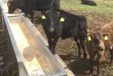 八丈富士ふれあい牧場