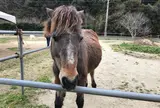 つまんでご卵