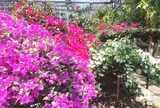 八丈植物公園