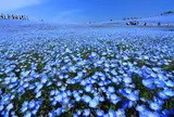 国営ひたち海浜公園