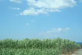 読谷村  ざわわ