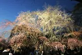 六義園