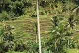 Tegallalang