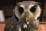 ふくろうカフェならまち