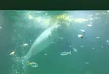 鳥羽水族館