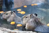 伊豆シャボテン公園