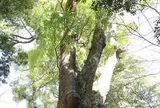 来宮神社