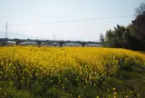 加茂川