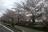 山崎川