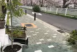黒川の桜