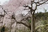 田ノ頭のしだれ桜