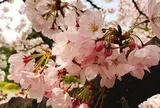 砧公園