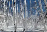 乗鞍高原