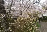 哲学の道