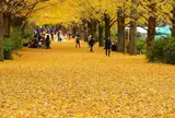 国営昭和記念公園
