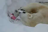 円山動物園