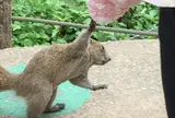 町田リス園