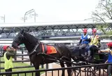 ホースリンク