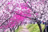 昼神温泉朝市