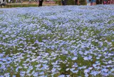 花夢の里ロクタン
