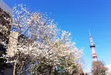 大通公園