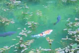 モネの池
