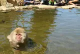 地獄谷野猿公苑