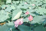 台北植物園