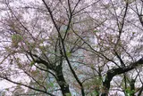 毛利庭園