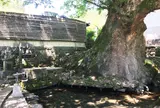 水源けやき