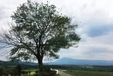 前原の一本桜