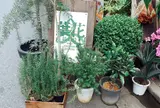 葉花