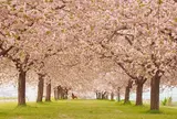 千曲川堤防の桜堤