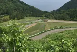 杉池の広葉樹林【紅葉の名所】