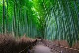 嵯峨野 竹林の道