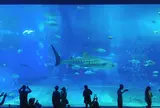 沖縄美ら海水族館