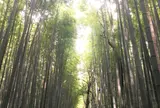 竹林の小径