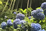 明月院（あじさい寺）