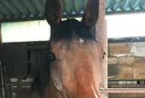 土屋乗馬クラブ