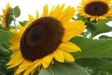 あわじ花さじき