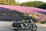 ファーム富田
