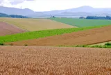 パッチワークの路