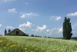 ケンとメリーの木