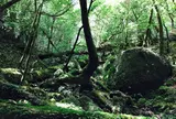 屋久島自然休養林（ヤクスギランド）